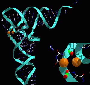 Tại sao con người có quá ít gene?