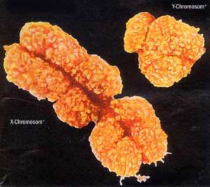 Nhiễm sắc thể Y giúp dò tìm cụ tổ