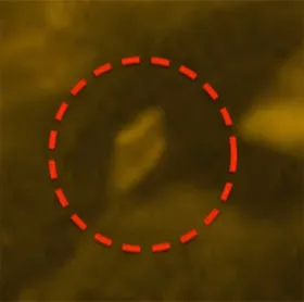Xuất hiện UFO trên bề mặt Mặt Trời?