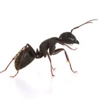 Kiến vườn đen có "nhà vệ sinh" riêng trong tổ