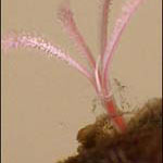 Phát hiện loài sâu biển mới