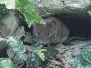 Chuột nhận biết tuổi tác nhau như thế nào?