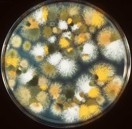 Mốc khúc (Aspergillus) - Tiến sĩ lên men