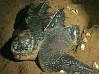 Nha Trang: tổ chức hoạt động bảo vệ rùa biển