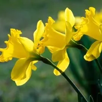 Những loài hoa đẹp có chất kịch độc chết người