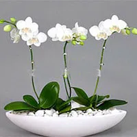 How to grow moth orchids in pots