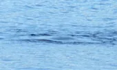Quái vật hồ Loch Ness lại xuất hiện ở Scotland?