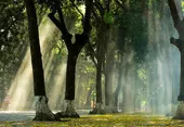 Ngắm những tuyến đường rợp bóng cây xanh ở Hà Nội