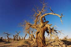 Hồ dương (Populus diversifolia) - Cây trồng đất mặn.