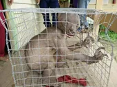 Giải mã sinh vật "ngoài hành tinh" bị dân Malaysia đuổi đánh