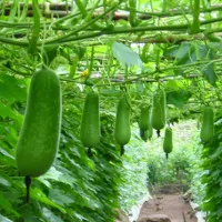 Kỹ thuật trồng và chăm sóc cho cây bầu nhiều quả