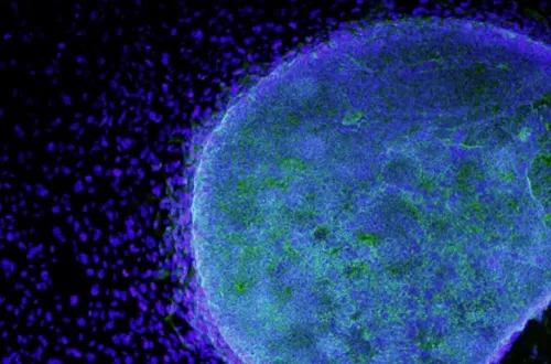 Lần đầu tiên trong lịch sử chỉnh sửa gene của phôi thai