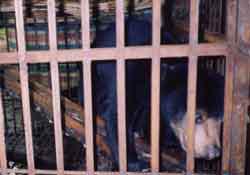 Chỉ được phép nuôi gấu đã gắn chíp điện tử