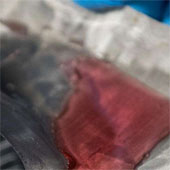 Phát triển thành công lưới thép không gỉ cho nước chảy qua và giữ dầu ở lại