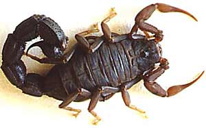 Bọ cạp có hai loại nọc độc?