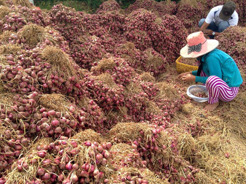 Mù mắt vì bóc hành tím: Do đâu?