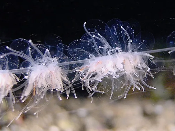Apolemia uvaria