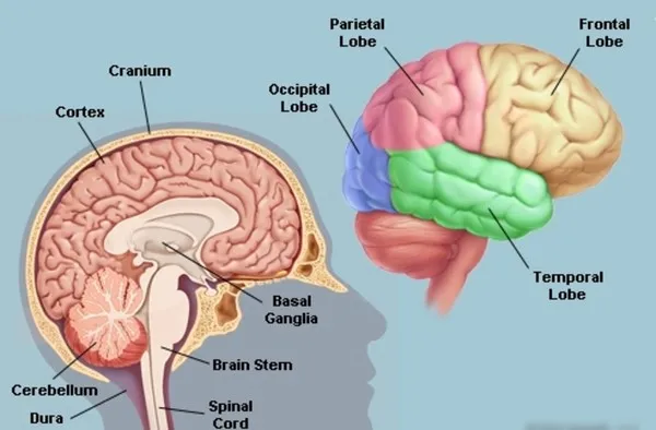 Liệu bộ não có bị "nổ tung" khi quá tải thông tin