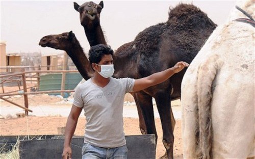 Bệnh MERS- CoV và SARS khác nhau như thế nào?