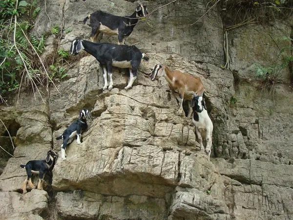 Loài dê