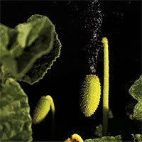 Dưa chuột ống phun - Loại cây tự phát nổ để phát tán hạt giống