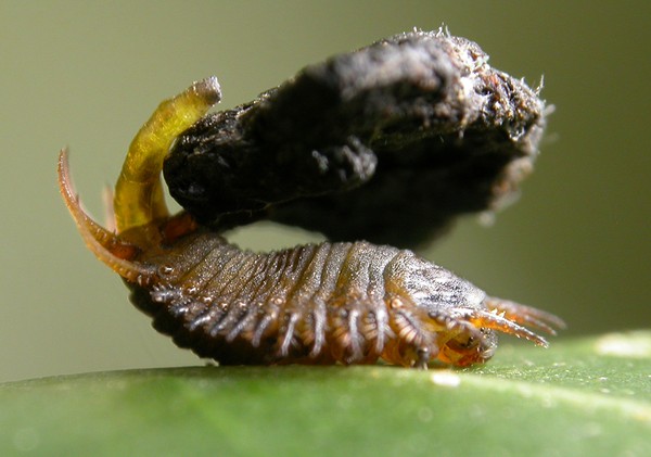 Ấu trùng bọ rùa dùng phân làm vũ khí chiến đấu