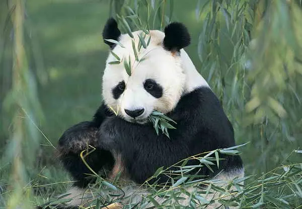 Khám phá bí ẩn loài gấu trúc lớn
