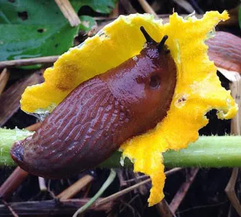 Giun chui vào ruột ốc sên để "đi nhờ"