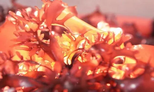 Trồng thành công giống tảo biển có vị giống thịt lợn muối