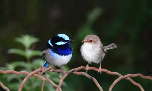 Dạy chim học "ngoại ngữ" để tránh nạn