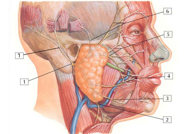 Triệu chứng của ung thư tuyến nước bọt