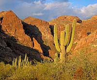 Loài xương rồng khổng lồ vùng hoang mạc