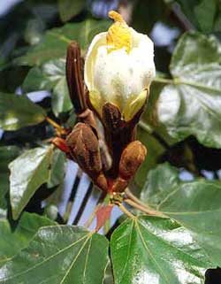 Cây gỗ bấc (Ochroma lagopus) - Cây nhẹ nhất