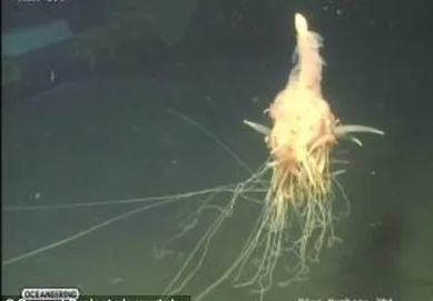 Phát hiện "quái vật Spaghetti bay" dưới biển sâu ở Angola