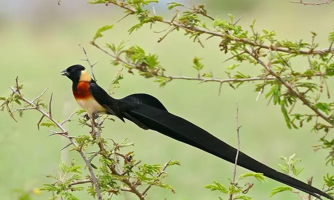 10 loài chim có lông đuôi dài tuyệt đẹp