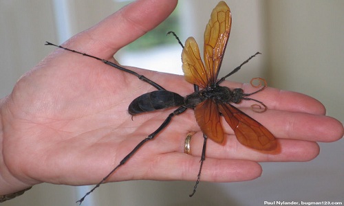 Ong Tarantula Hawk có vết đốt đau như 