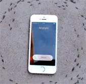 Hiện tượng gì khiến iPhone "điều khiển" được đàn kiến?