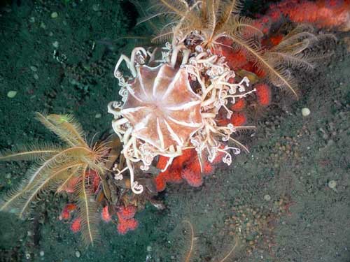 Một phát hiện gây kinh ngạc dưới đáy biển Thái Bình Dương