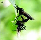 Ruồi đực lừa tình bằng món quà giả