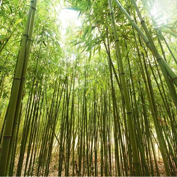 Bí ẩn hoa tre "trăm năm nở hoa một lần" không phải ai cũng biết