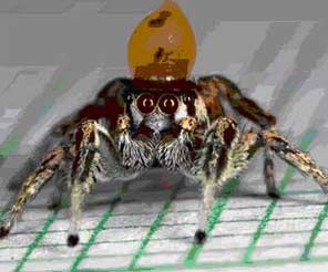 Ca múa - cách khêu gợi của nhện nhảy