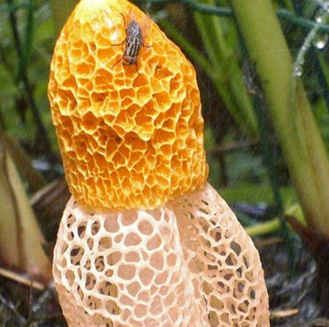 Phát hiện loại nấm ngửi vào có thể đạt cực khoái