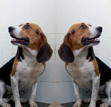 Dùng công cụ biến đổi gene để tạo ra chó siêu cơ bắp