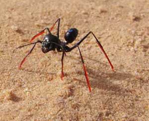 Kiến đếm bước chân để tìm đường về nhà