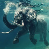 Những khám phá cực hay ho về loài voi khổng lồ