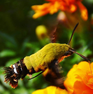 Phát hiện loài côn trùng cực hiếm ở Trung Quốc