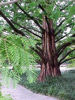 Thủy Sam - Metasequoia glyptostroboides