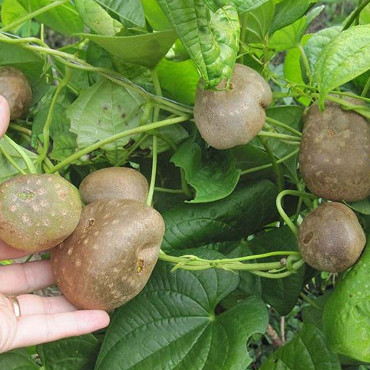 Khoai tây dây leo không ra củ mà... mọc thành trái