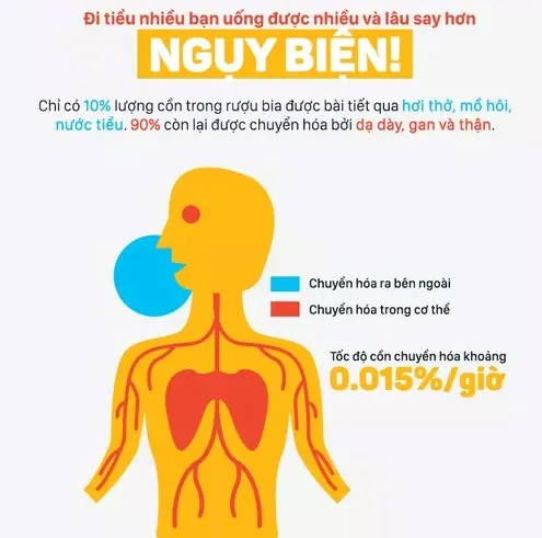 Lý giải vì sao có người tửu lượng cao, người "nửa ly đã gục"