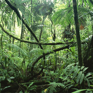 Maiombe – Kỳ quan thiên nhiên của Châu Phi